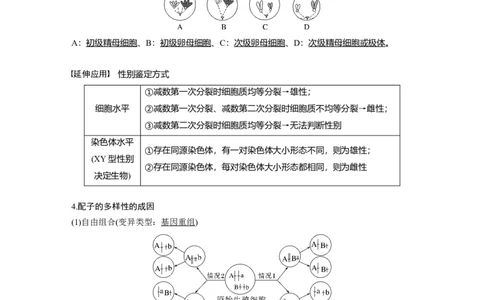 2023年高考生物一轮复习（全国版）第4单元第3课时　减数分裂和受精作用的过程分析_通用版（老高考）复习资料_2023年复习资料_一轮复习_2023年高考生物一轮复习讲义+课件（全国版）