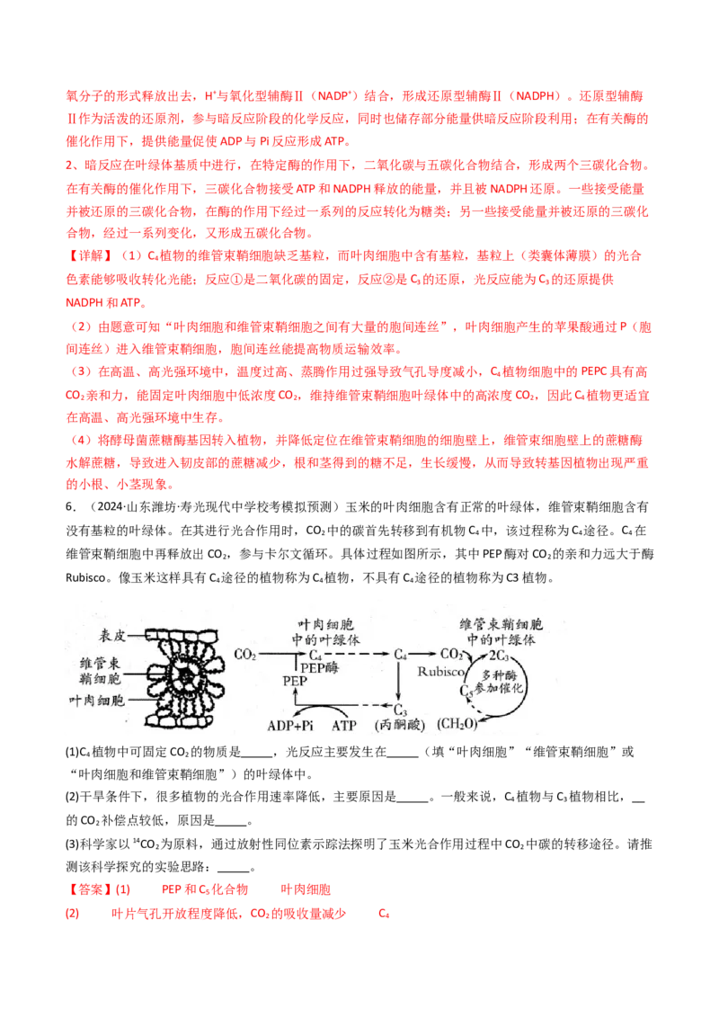 热点02C3植物、C4植物和CAM植物的光合作用（解析版）_2024年新高考资料_3.2024专项复习_2024年高考生物热点&middot;重点&middot;难点专练（新高考专用）