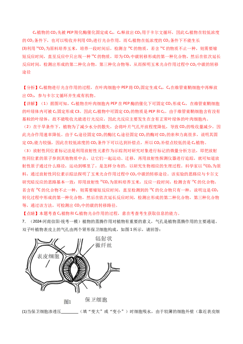 热点02C3植物、C4植物和CAM植物的光合作用（解析版）_2024年新高考资料_3.2024专项复习_2024年高考生物热点&middot;重点&middot;难点专练（新高考专用）