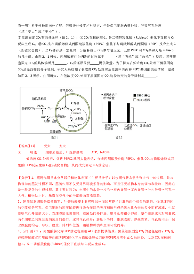 热点02C3植物、C4植物和CAM植物的光合作用（解析版）_2024年新高考资料_3.2024专项复习_2024年高考生物热点&middot;重点&middot;难点专练（新高考专用）
