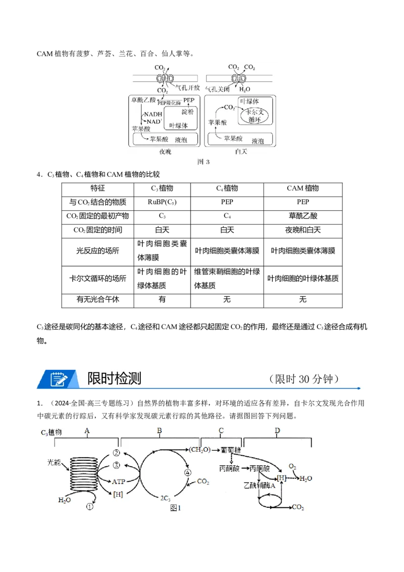 热点02C3植物、C4植物和CAM植物的光合作用（解析版）_2024年新高考资料_3.2024专项复习_2024年高考生物热点&middot;重点&middot;难点专练（新高考专用）