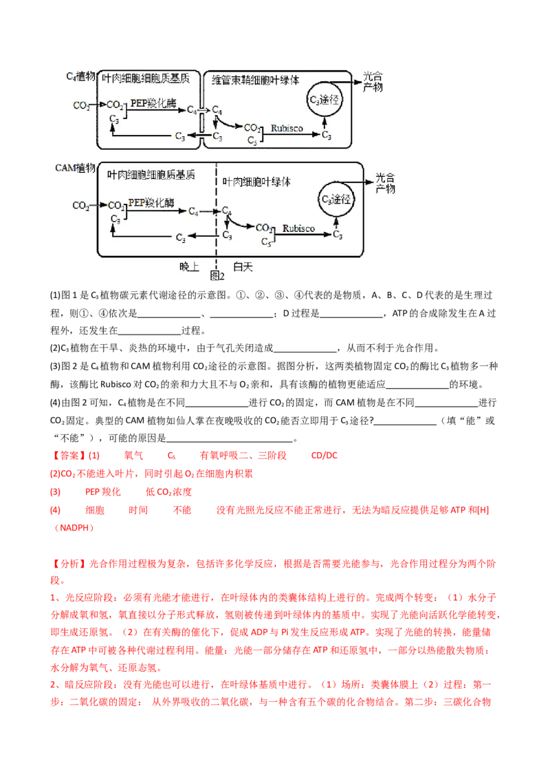 热点02C3植物、C4植物和CAM植物的光合作用（解析版）_2024年新高考资料_3.2024专项复习_2024年高考生物热点&middot;重点&middot;难点专练（新高考专用）