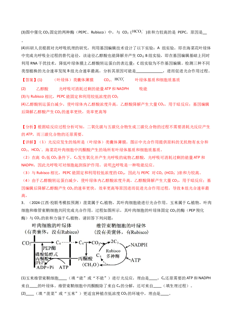 热点02C3植物、C4植物和CAM植物的光合作用（解析版）_2024年新高考资料_3.2024专项复习_2024年高考生物热点&middot;重点&middot;难点专练（新高考专用）