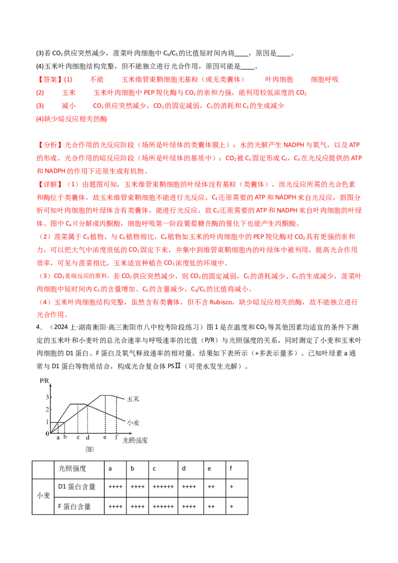 热点02C3植物、C4植物和CAM植物的光合作用（解析版）_2024年新高考资料_3.2024专项复习_2024年高考生物热点&middot;重点&middot;难点专练（新高考专用）