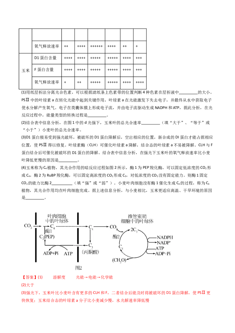 热点02C3植物、C4植物和CAM植物的光合作用（解析版）_2024年新高考资料_3.2024专项复习_2024年高考生物热点&middot;重点&middot;难点专练（新高考专用）