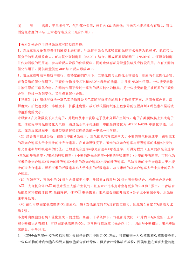 热点02C3植物、C4植物和CAM植物的光合作用（解析版）_2024年新高考资料_3.2024专项复习_2024年高考生物热点&middot;重点&middot;难点专练（新高考专用）