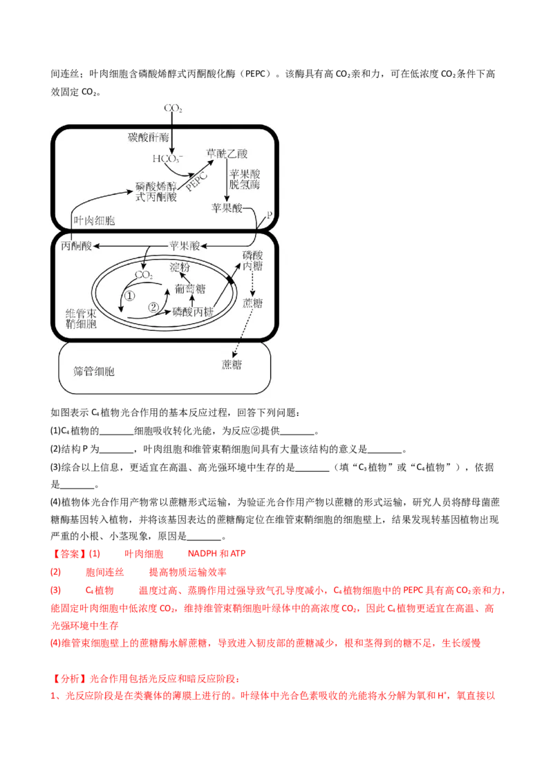 热点02C3植物、C4植物和CAM植物的光合作用（解析版）_2024年新高考资料_3.2024专项复习_2024年高考生物热点&middot;重点&middot;难点专练（新高考专用）