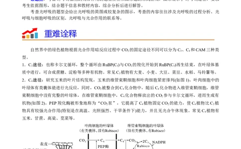 热点02C3植物、C4植物和CAM植物的光合作用（解析版）_2024年新高考资料_3.2024专项复习_2024年高考生物热点&middot;重点&middot;难点专练（新高考专用）