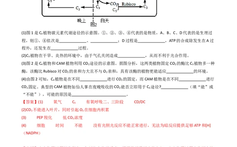 热点02C3植物、C4植物和CAM植物的光合作用（解析版）_2024年新高考资料_3.2024专项复习_2024年高考生物热点&middot;重点&middot;难点专练（新高考专用）