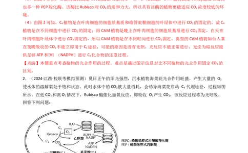 热点02C3植物、C4植物和CAM植物的光合作用（解析版）_2024年新高考资料_3.2024专项复习_2024年高考生物热点&middot;重点&middot;难点专练（新高考专用）