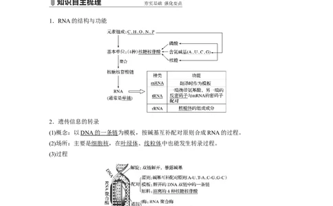 2022年高考生物一轮复习第6单元第19讲　基因的表达_新高考复习资料_2022年新高考复习资料_2022年一轮复习最新版_1.2022年高考生物一轮复习全国通用版