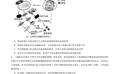 热点03病毒（原卷版）_2024年新高考资料_3.2024专项复习_2024年高考生物热点&middot;重点&middot;难点专练（新高考专用）