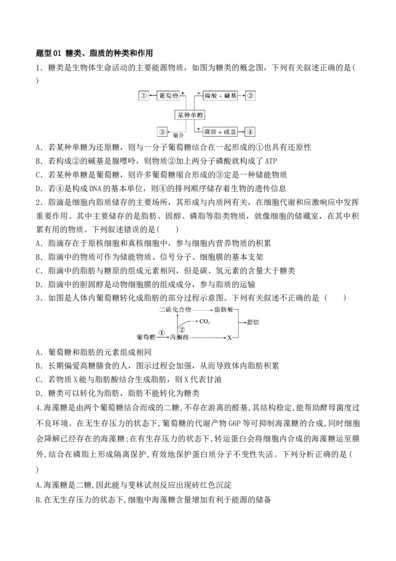 第01讲细胞中的元素和化合物（讲义）原卷版_2024年新高考资料_2.2024二轮复习_2024年高考生物二轮复习讲练测（新教材新高考）