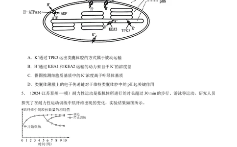 押江苏卷选择题细胞的能量供应和利用（原卷版）_2024年新高考资料_5.2024三轮冲刺_备战2024年高考生物临考题号押题（江苏专用）322855714