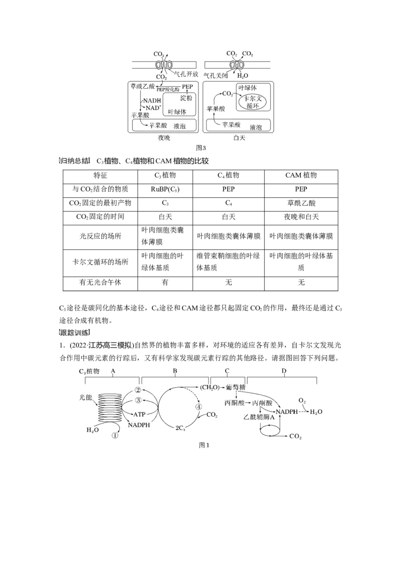 2023年高考生物一轮复习（新人教新高考）第3单元解惑练1　C3植物、C4植物和CAM植物_新高考复习资料_2023年新高考复习资料_一轮复习_2023年新高考大一轮复习讲义