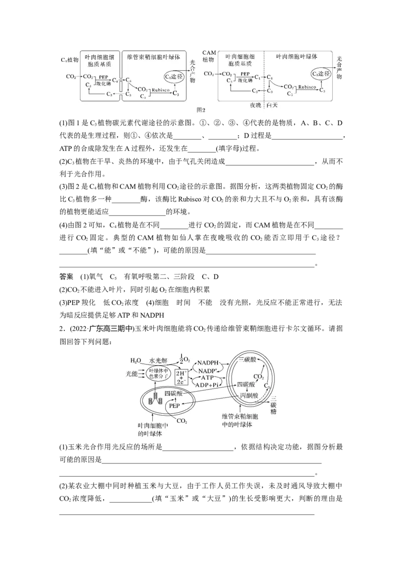 2023年高考生物一轮复习（新人教新高考）第3单元解惑练1　C3植物、C4植物和CAM植物_新高考复习资料_2023年新高考复习资料_一轮复习_2023年新高考大一轮复习讲义