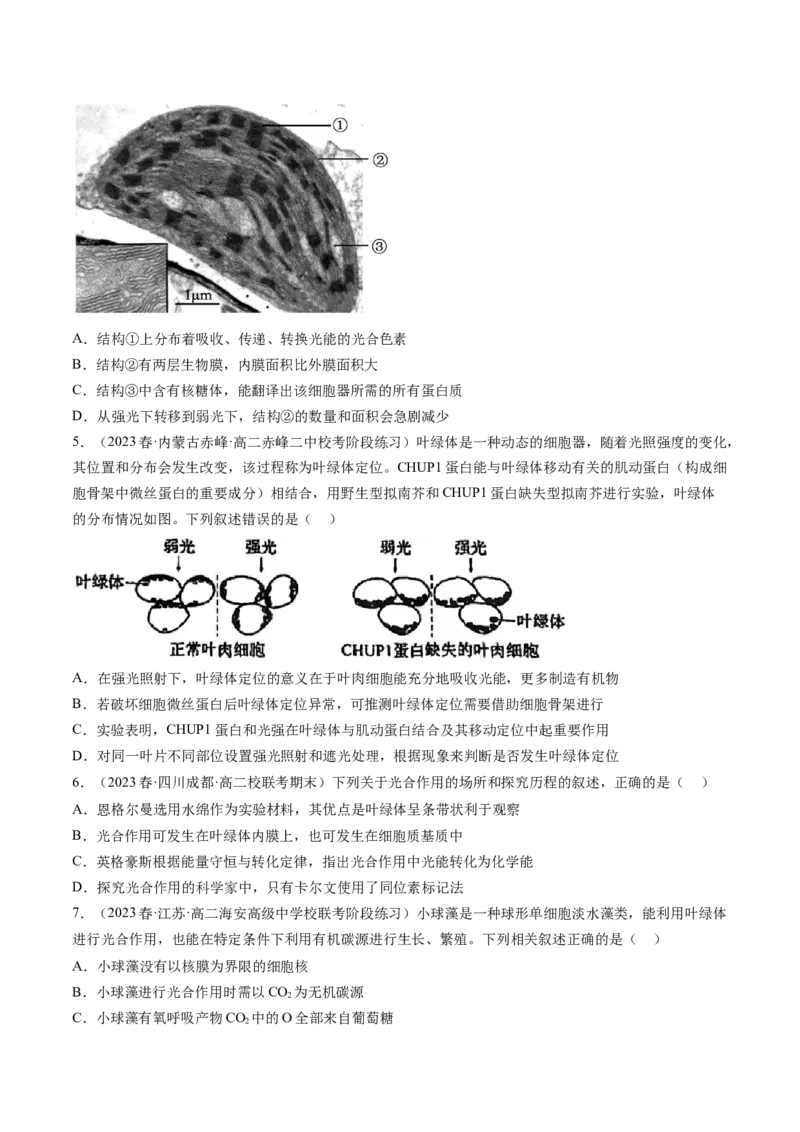 第10.1讲光合色素和光合作用原理（练习）（原卷版）_2024年新高考资料_1.2024一轮复习_2024年高考生物一轮复习讲练测（新教材新高考）