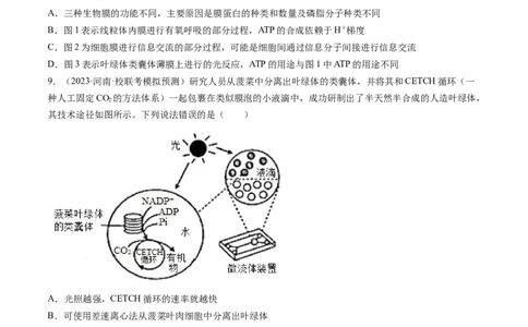第10.1讲光合色素和光合作用原理（练习）（原卷版）_2024年新高考资料_1.2024一轮复习_2024年高考生物一轮复习讲练测（新教材新高考）