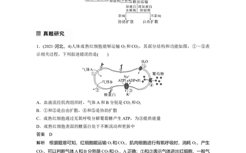 2023年高考生物二轮复习（全国版）第1篇专题突破专题1考点四　物质跨膜运输的方式_通用版（老高考）复习资料_2023年复习资料_二轮复习_2023年高考生物二轮复习讲义+课件（全国版）