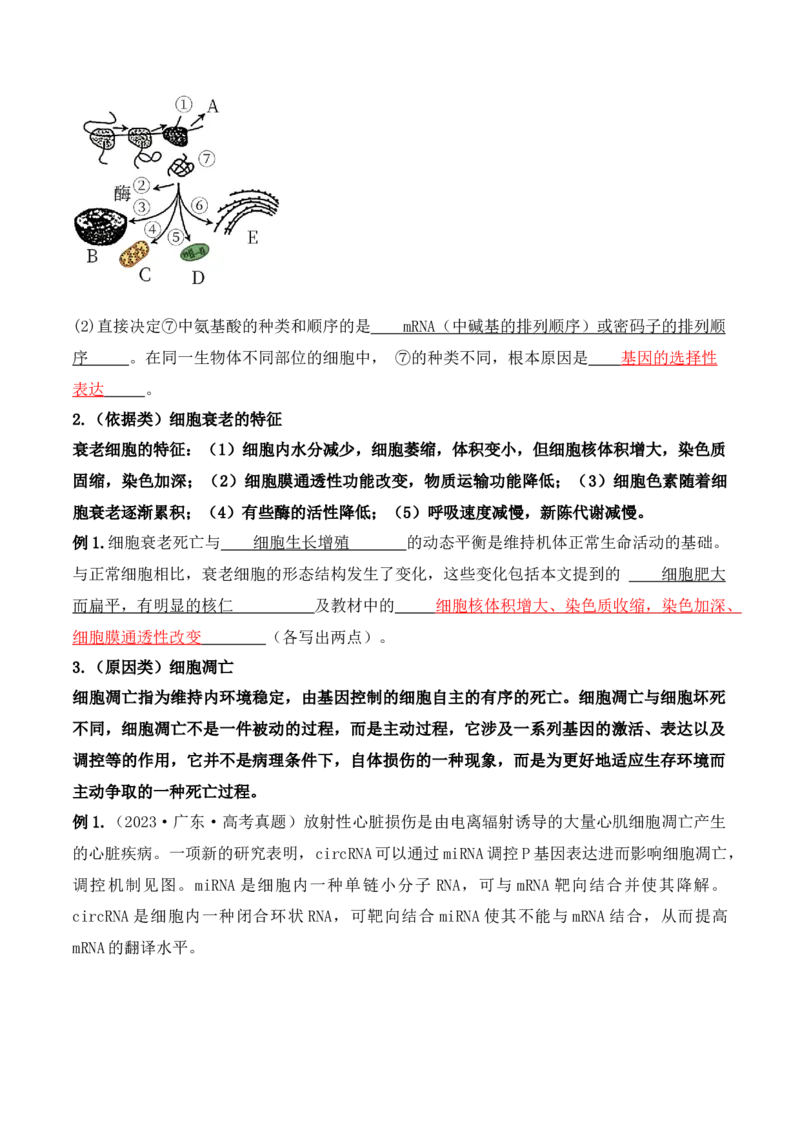 第06讲细胞的分化、衰老和死亡（讲义）解析版_2024年新高考资料_2.2024二轮复习_2024年高考生物二轮复习讲练测（新教材新高考）
