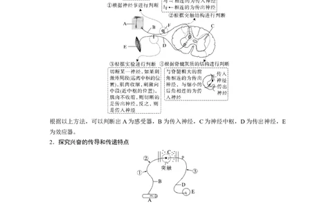 2023年高考生物二轮复习（全国版）第1篇专题突破专题6考点2　动物个体生命调节实验探究与分析_通用版（老高考）复习资料_2023年复习资料_二轮复习