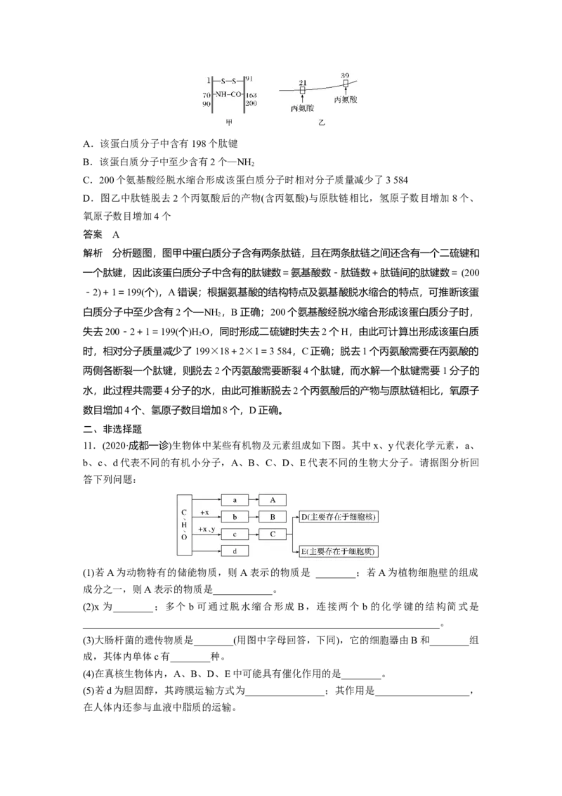2022年高考生物一轮复习第1单元第3讲　蛋白质和核酸_新高考复习资料_2022年新高考复习资料_2022年一轮复习最新版_1.2022年高考生物一轮复习全国通用版