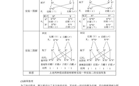 2023年高考生物一轮复习（全国版）第5单元第5课时　基因在染色体上的假说与证据_通用版（老高考）复习资料_2023年复习资料_一轮复习_2023年高考生物一轮复习讲义+课件（全国版）