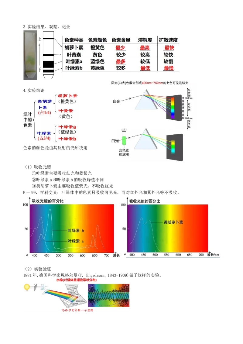第10.1讲光合色素和光合作用原理（讲义）（学生版）_2024年新高考资料_1.2024一轮复习_2024年高考生物一轮复习讲练测（新教材新高考）