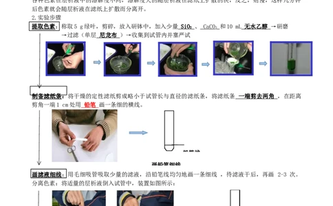 第10.1讲光合色素和光合作用原理（讲义）（学生版）_2024年新高考资料_1.2024一轮复习_2024年高考生物一轮复习讲练测（新教材新高考）
