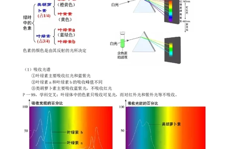 第10.1讲光合色素和光合作用原理（讲义）（学生版）_2024年新高考资料_1.2024一轮复习_2024年高考生物一轮复习讲练测（新教材新高考）