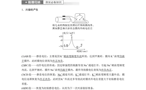 2023年高考生物一轮复习（全国版）第8单元第3课时　兴奋的产生、传导与传递_通用版（老高考）复习资料_2023年复习资料_一轮复习_2023年高考生物一轮复习讲义+课件（全国版）