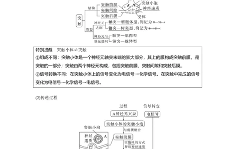 2023年高考生物一轮复习（全国版）第8单元第3课时　兴奋的产生、传导与传递_通用版（老高考）复习资料_2023年复习资料_一轮复习_2023年高考生物一轮复习讲义+课件（全国版）