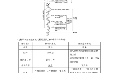 2022年高考生物一轮复习第4单元第12讲　减数分裂和受精作用_新高考复习资料_2022年新高考复习资料_2022年一轮复习最新版_1.2022年高考生物一轮复习全国通用版