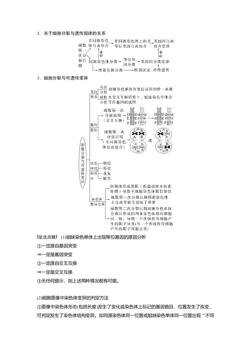2023年高考生物二轮复习（全国版）第1篇专题突破专题3考点2　细胞分裂与遗传、变异的联系_通用版（老高考）复习资料_2023年复习资料_二轮复习_2023年高考生物二轮复习讲义（全国版）