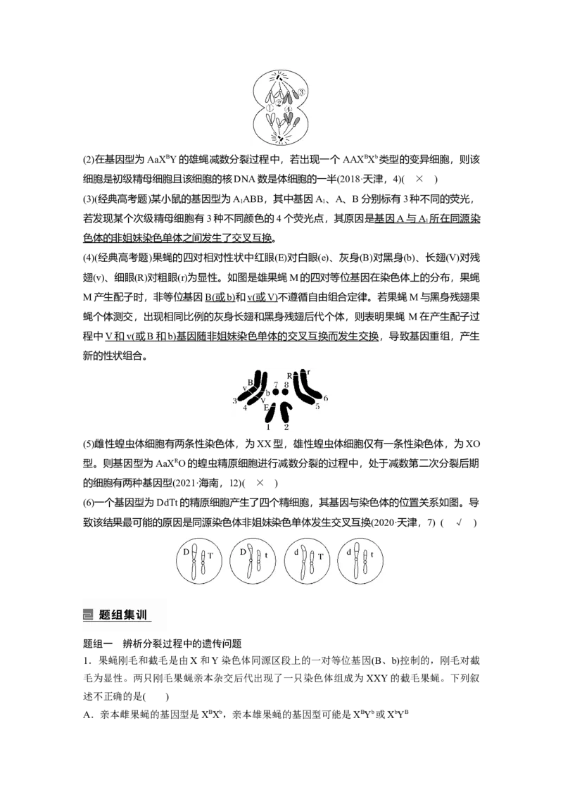 2023年高考生物二轮复习（全国版）第1篇专题突破专题3考点2　细胞分裂与遗传、变异的联系_通用版（老高考）复习资料_2023年复习资料_二轮复习_2023年高考生物二轮复习讲义（全国版）