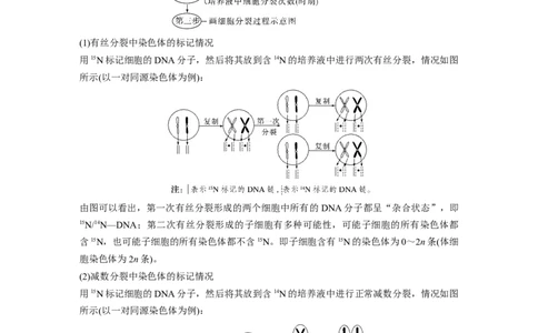 2023年高考生物二轮复习（全国版）第1篇专题突破专题3考点2　细胞分裂与遗传、变异的联系_通用版（老高考）复习资料_2023年复习资料_二轮复习_2023年高考生物二轮复习讲义（全国版）