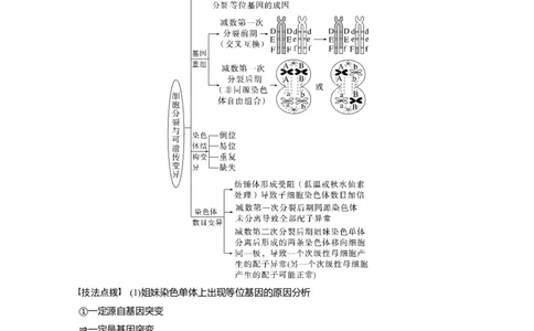 2023年高考生物二轮复习（全国版）第1篇专题突破专题3考点2　细胞分裂与遗传、变异的联系_通用版（老高考）复习资料_2023年复习资料_二轮复习_2023年高考生物二轮复习讲义（全国版）