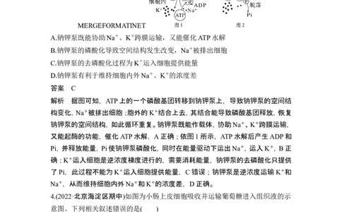 热点微练4物质出入细胞的方式(尖子生特训)_2024年新高考资料_1.2024一轮复习_2024年高考生物一轮复习讲义（新人教版）_另附1套Word版题库_必修1_第二单元细胞的基本结构与物质运输