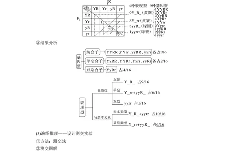 2023年高考生物一轮复习（全国版）第5单元第3课时　自由组合定律的发现及应用_通用版（老高考）复习资料_2023年复习资料_一轮复习_2023年高考生物一轮复习讲义+课件（全国版）