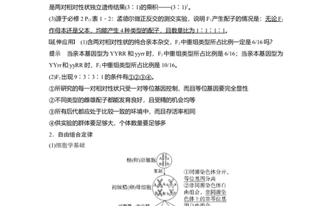 2023年高考生物一轮复习（全国版）第5单元第3课时　自由组合定律的发现及应用_通用版（老高考）复习资料_2023年复习资料_一轮复习_2023年高考生物一轮复习讲义+课件（全国版）