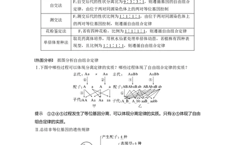 2023年高考生物一轮复习（全国版）第5单元第3课时　自由组合定律的发现及应用_通用版（老高考）复习资料_2023年复习资料_一轮复习_2023年高考生物一轮复习讲义+课件（全国版）