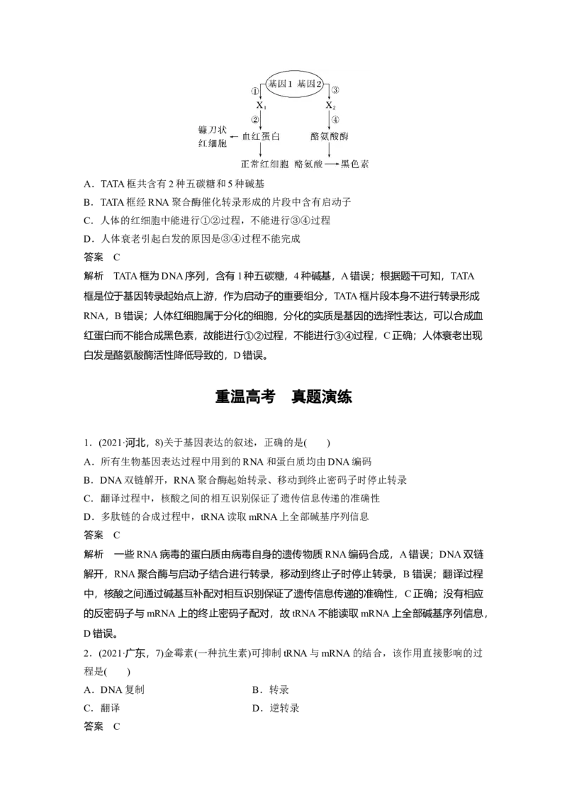 2023年高考生物一轮复习（新人教新高考）第6单元第4课时　基因的表达_新高考复习资料_2023年新高考复习资料_一轮复习_2023年新高考大一轮复习讲义