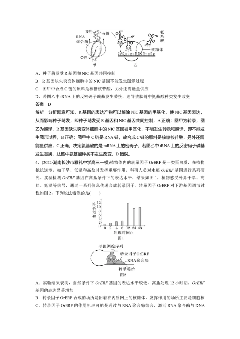 2023年高考生物一轮复习（新人教新高考）第6单元第4课时　基因的表达_新高考复习资料_2023年新高考复习资料_一轮复习_2023年新高考大一轮复习讲义