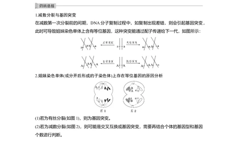 2022年高考生物一轮复习第4单元第12讲　热点题型二　减数分裂与可遗传变异的关系分析_新高考复习资料_2022年新高考复习资料_2022年一轮复习最新版