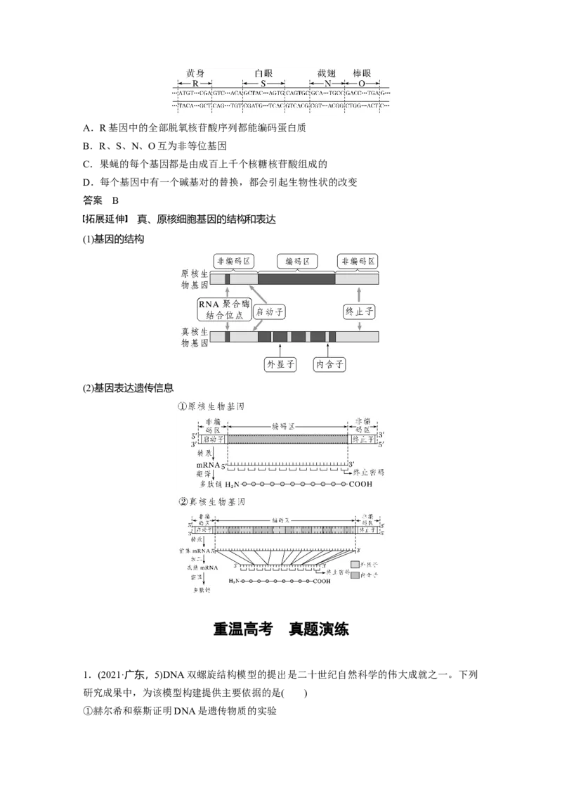 2023年高考生物一轮复习（新人教新高考）第6单元第2课时　DNA分子的结构及基因的概念_新高考复习资料_2023年新高考复习资料_一轮复习_2023年新高考大一轮复习讲义