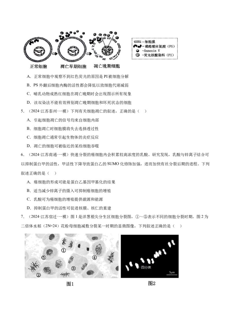 押江苏卷选择题细胞的生命历程（原卷版）_2024年新高考资料_5.2024三轮冲刺_备战2024年高考生物临考题号押题（江苏专用）322855714