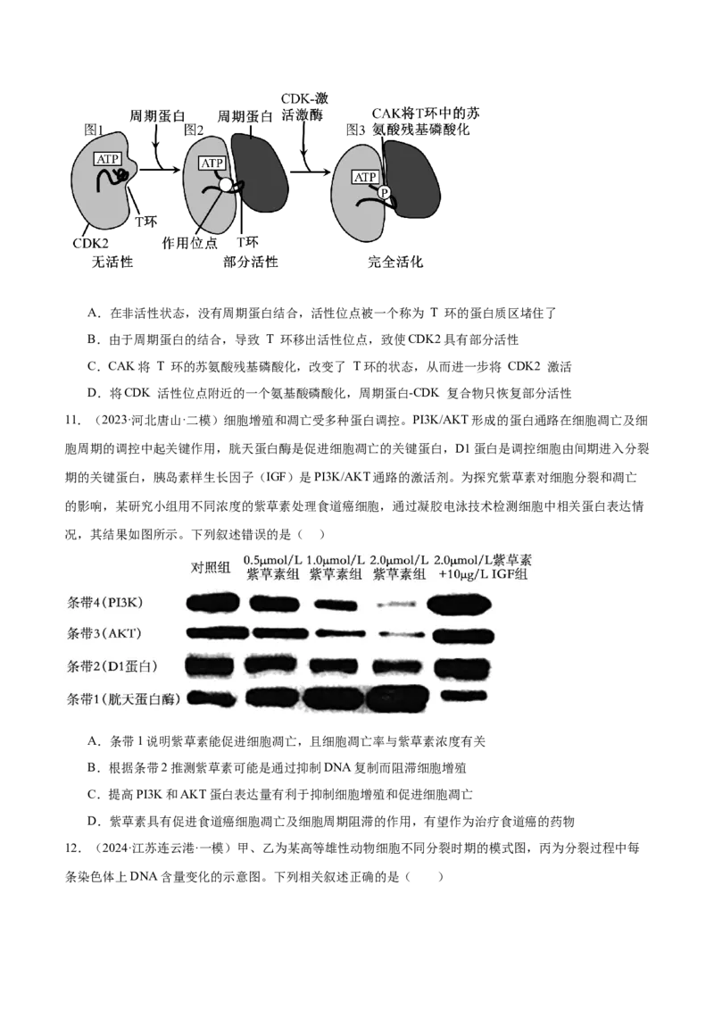 押江苏卷选择题细胞的生命历程（原卷版）_2024年新高考资料_5.2024三轮冲刺_备战2024年高考生物临考题号押题（江苏专用）322855714