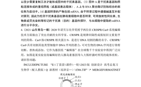 热点微练22PCR技术的应用(尖子生特训)_2024年新高考资料_1.2024一轮复习_2024年高考生物一轮复习讲义（新人教版）_另附1套Word版题库_选择性必修3_第十单元生物技术与工程