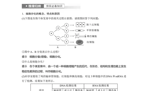 2023年高考生物一轮复习（新人教新高考）第4单元第5课时　细胞的分化、衰老和死亡_新高考复习资料_2023年新高考复习资料_一轮复习_2023年新高考大一轮复习讲义