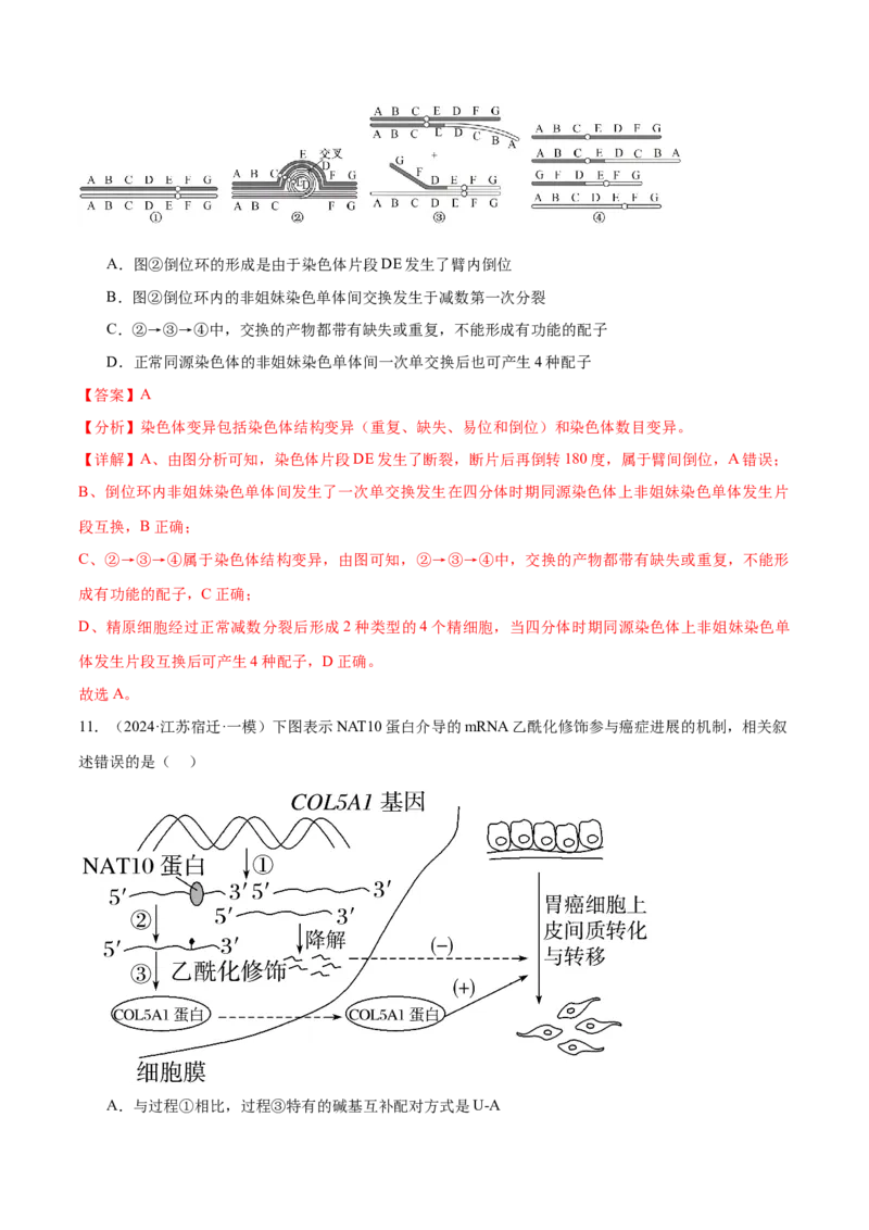 押江苏卷选择题遗传的分子基础、变异和进化（解析版）_2024年新高考资料_5.2024三轮冲刺_备战2024年高考生物临考题号押题（江苏专用）322855714